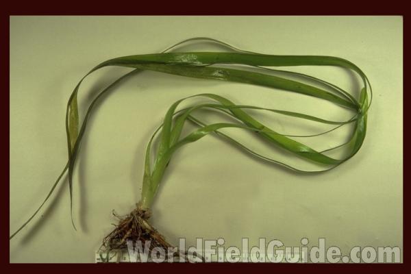 Mounted Specimen<br>(Origin of the Specimen: Round Lake, Illinois, USA, '87)