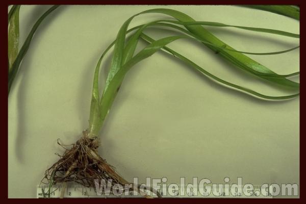 Roots and Lower Leaves - Mounted<br>(Origin of the Specimen: Round Lake, Illinois, USA, '87)