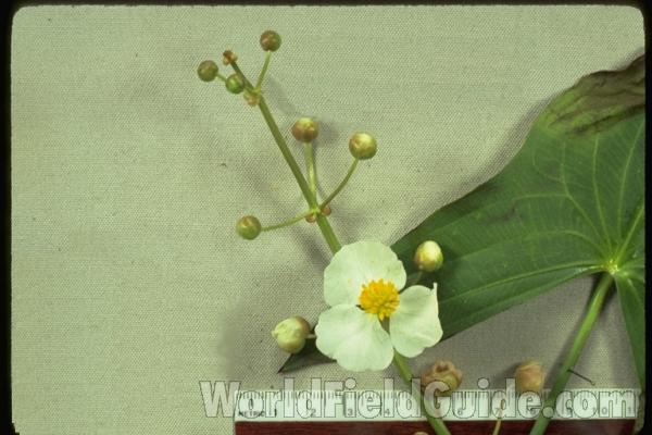 Flower - Mounted