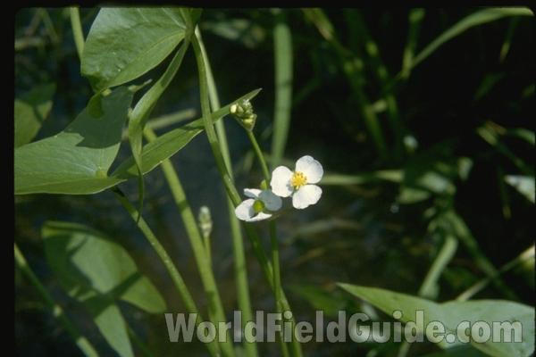 Leaves and Flowers