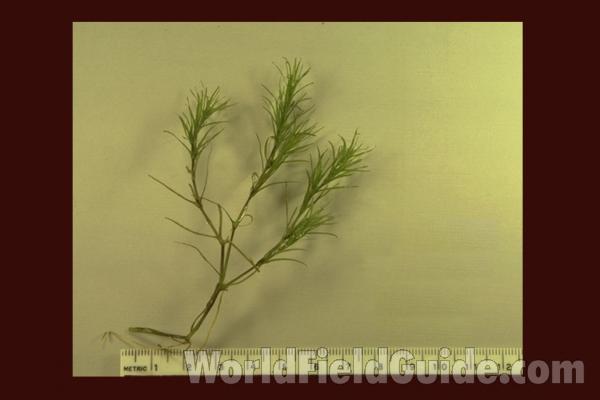 Silhouette - Mounted<br>(Origin of the Specimen: Round Lake, Illinois, USA, July 15)