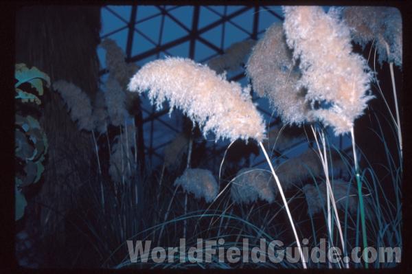 Close View<br>(Location of Picture: Garden, Omak, Washington, USA, '08)<br>(Location of Picture: Milwaukee Conservatory, Wi, USA)