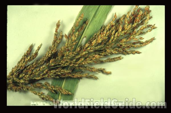 Leaf and Reproduction<br>(Origin of the Specimen: Dongola, Illinois, Sept 1985)