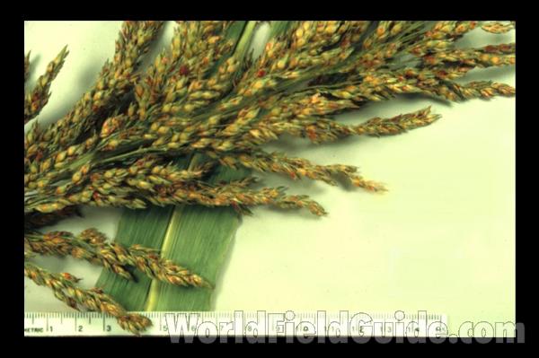 Reproduction - Closer View<br>(Origin of the Specimen: Dongola, Illinois, Sept 1985)