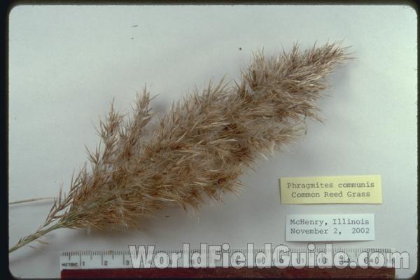 Top Of Plant<br>(Origin of the Specimen: Mchenry Co, Illinois)