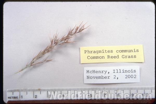 Seed Head<br>(Origin of the Specimen: Mchenry Co, Illinois)
