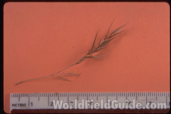Seed Head - Close View<br>(Origin of the Specimen: Mchenry Co, Illinois)