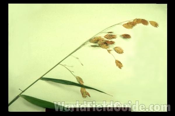 <br>(Location of Picture: Atlanta Botanic Gardens, Ga, USA)