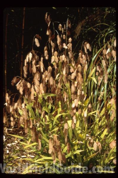 <br>(Location of Picture: Atlanta Botanic Gardens, Ga, USA)