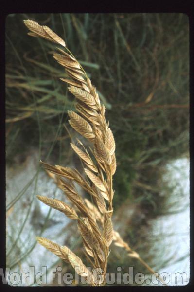 Habitat View<br>(Location of Picture: Tequesta, Florida, USA)