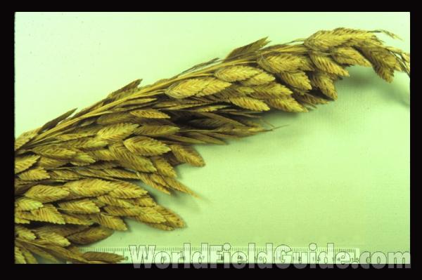 Habitat View<br>(Location of Picture: Tequesta, Florida, USA)<br>(Origin of the Specimen: Tequesta, Florida, USA)