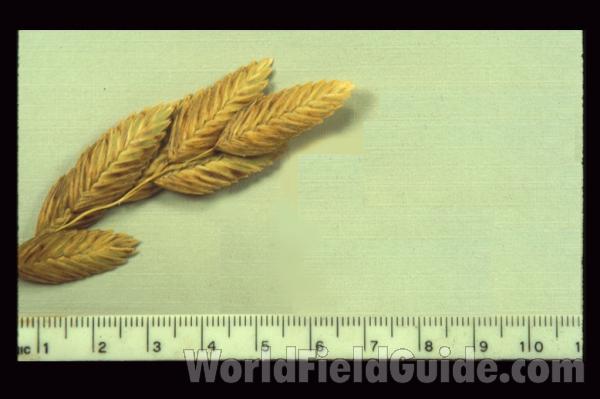 Habitat View<br>(Location of Picture: Tequesta, Florida, USA)<br>(Origin of the Specimen: Tequesta, Florida, USA)<br>(Origin of the Specimen: Tequesta, Florida, USA)