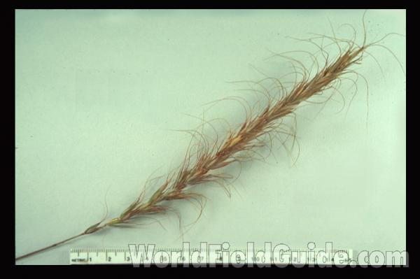 Raceme<br>(Origin of the Specimen: Winthrop Harbor, Illinois, USA)