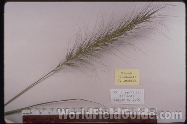 Raceme<br>(Origin of the Specimen: Winthrop Harbor, Illinois, USA)