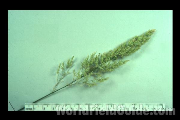 <br>(Location of Picture: Garden, Round Lake, Illinois, USA)<br>(Origin of the Specimen: Garden, Round Lake, Il, USA)