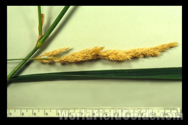 <br>(Location of Picture: Illinois, USA)<br>(Origin of the Specimen: Illinois, USA)<br>(Origin of the Specimen: Illinois, USA)