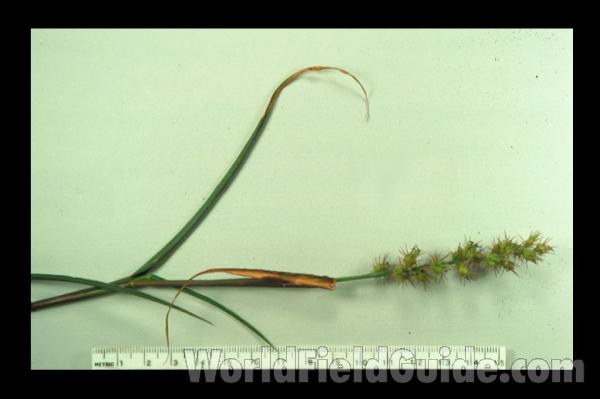 Raceme<br>(Location of Picture: Okanogan, Washington, USA)<br>(Location of Picture: Okanogan, Washington, USA, 2016)<br>(Origin of the Specimen: Illinois, USA)<br>(Location of Picture: Okanogan, Washington, USA, 2016)<br>(Location of Picture: Okanogan, Washington, USA, 2016)<br>(Origin of the Specimen: Illinois, USA)<br>(Location of Picture: Okanogan, Washington, USA, 2016)<br>(Origin of the Specimen: Illinois, USA)