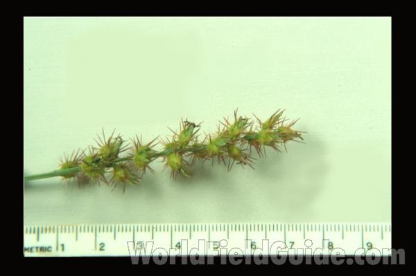 Raceme<br>(Location of Picture: Okanogan, Washington, USA)<br>(Location of Picture: Okanogan, Washington, USA, 2016)<br>(Origin of the Specimen: Illinois, USA)<br>(Location of Picture: Okanogan, Washington, USA, 2016)<br>(Location of Picture: Okanogan, Washington, USA, 2016)<br>(Origin of the Specimen: Illinois, USA)