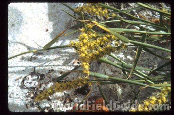 <br>(Location of Picture: Washington, USA)<br>(Location of Picture: Washington, USA)