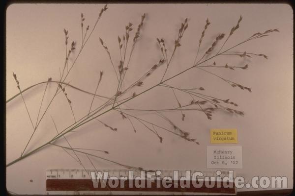 Seed Heads<br>(Location of Picture: Garden, Mchenry, Illinois, USA)