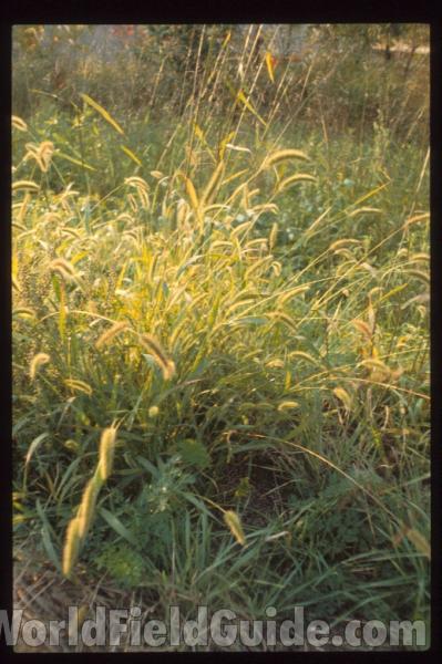 <br>(Location of Picture: Missouri, USA)