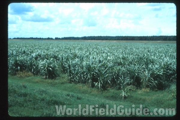 <br>(Location of Picture: Florida Farm, USA)