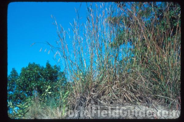 Habitat View<br>(Location of Picture: Zion, Illinois, USA)