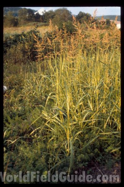 Panicle<br>(Location of Picture: Omak Lake, Washington, USA, 2016)<br>(Location of Picture: Missouri, USA)