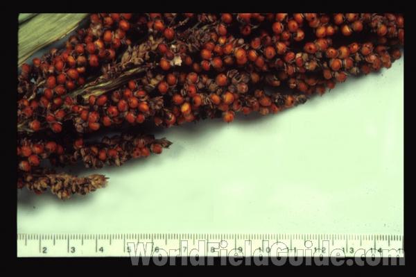 <br>(Origin of the Specimen: Southern Missouri, USA)<br>(Origin of the Specimen: Southern Missouri, USA)