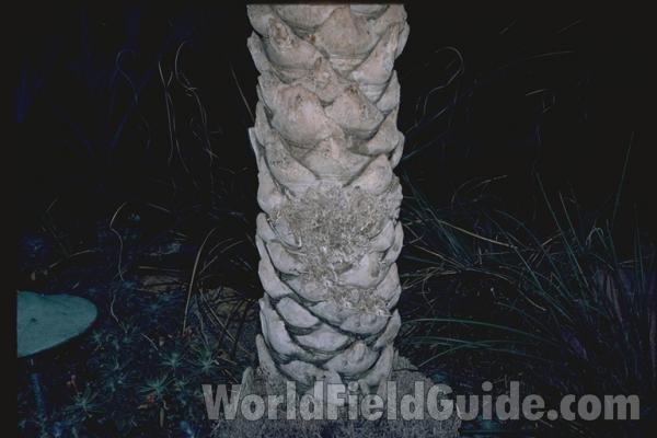 Trunk