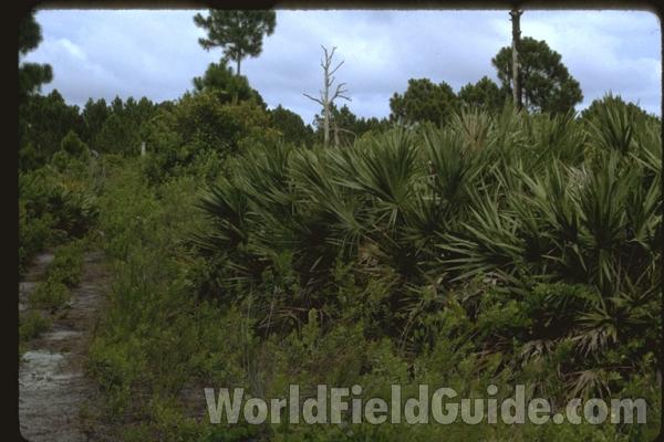 Habitat<br>(Location of Picture: Florida, USA)