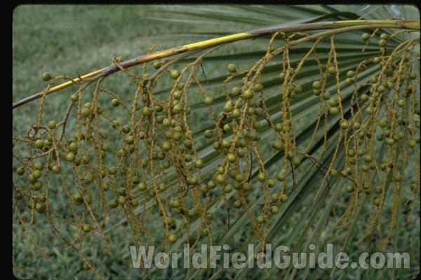 Fruit<br>(Location of Picture: Florida, USA)