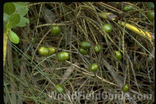 Fruit - Close<br>(Location of Picture: Florida, USA)