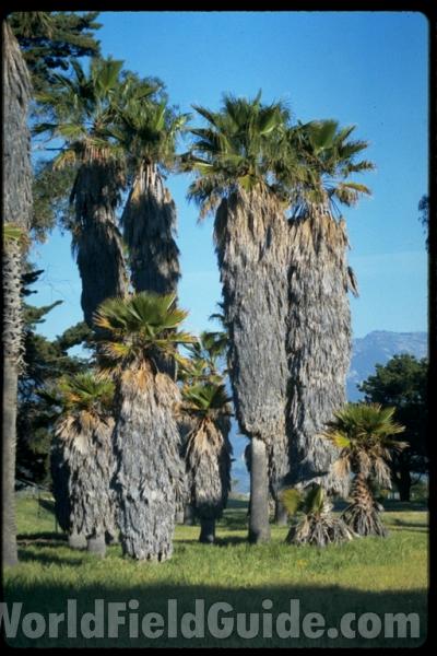 Several Trees<br>(Location of Picture: California, USA)