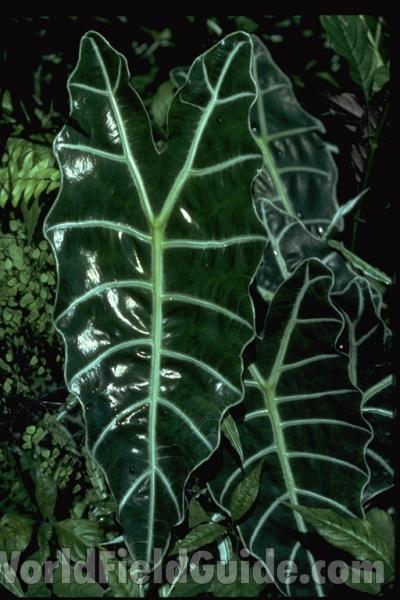 Leaves<br>(Location of Picture: Manito Gardens, Wa., USA, 2011)