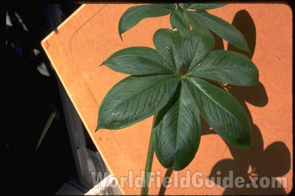 Leaves