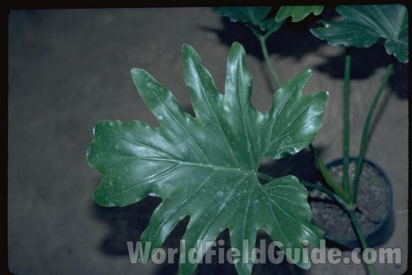 Stem<br>(Location of Picture: Manito Garden, Washington, USA)