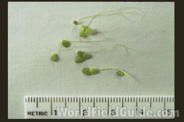 Mounted Specimen<br>(Origin of the Specimen: Round Lake, Illinois, USA)