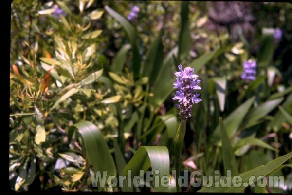 Top Of Plant<br>(Location of Picture: S Foster Park, Georgia, USA)