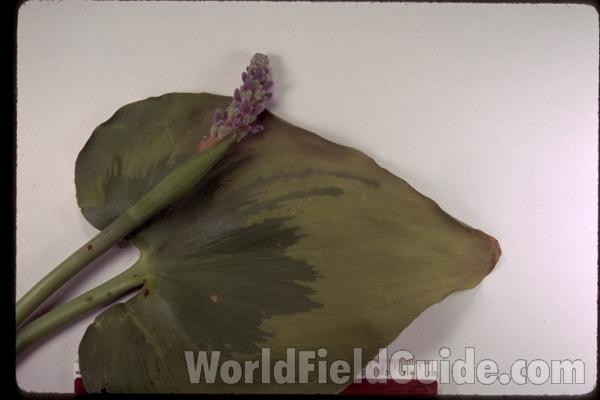 Mounted Specimen<br>(Origin of the Specimen: Mill Creek, Lake Co, Illinois, USA)