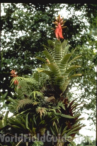 Silhouette<br>(Location of Picture: Costa Rica Garden)
