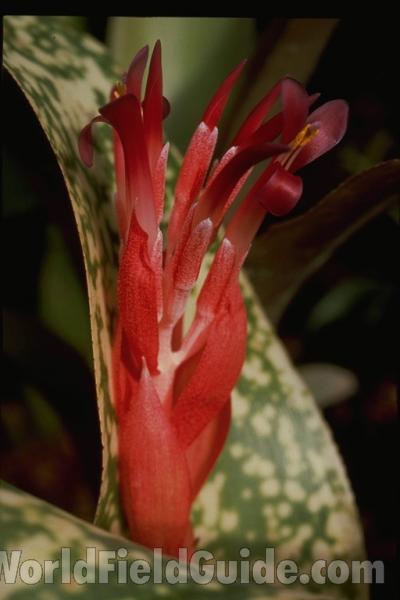 Flower<br>(Location of Picture: Florida Garden)