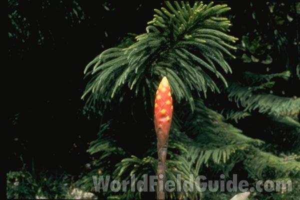 Flower Bud<br>(Location of Picture: Florida Garden)