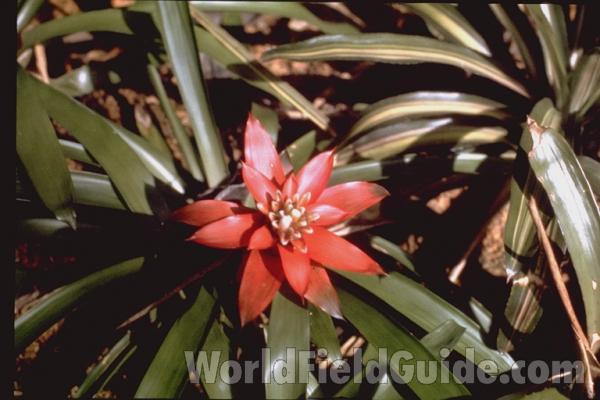 Flower<br>(Location of Picture: Costa Rica)