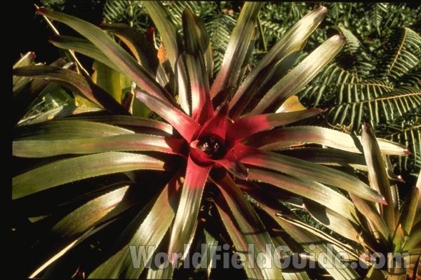 Silhouette<br>(Location of Picture: Florida Garden)