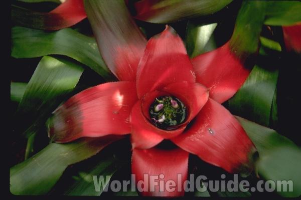 Flower<br>(Location of Picture: Glencoe Botanic Gardens, Il, USA)