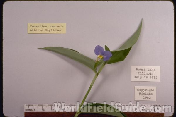 Flower<br>(Location of Picture: Round Lake, Illinois, USA)<br>(Origin of the Specimen: Round Lake, Illinois, USA)