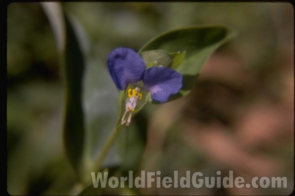 Flower<br>(Location of Picture: Round Lake, Illinois, USA)