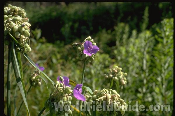 Flowers<br>(Location of Picture: Zion, Illinois, USA)