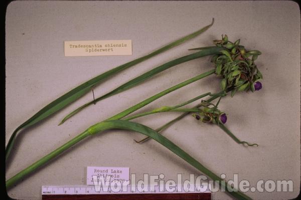 Prepared Specimen<br>(Origin of the Specimen: Round Lake, Illinois)